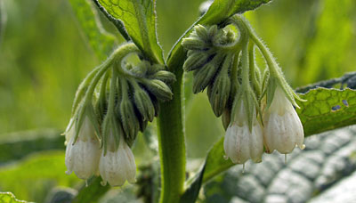 Symphytum officinale / Consolida maggiore